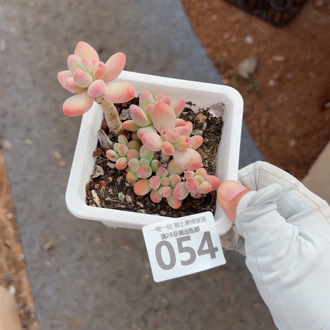 樱花奶老桩无盆土发货