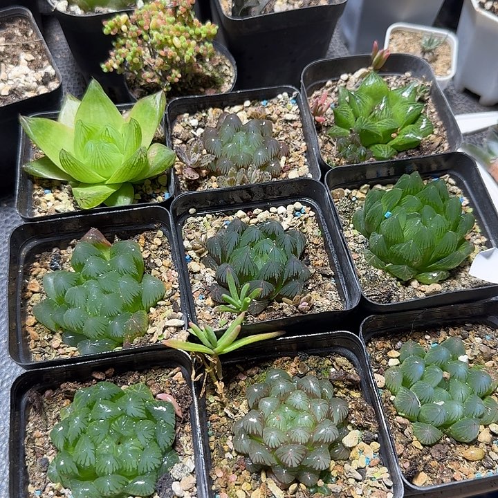572玉露一套9个脱土发货