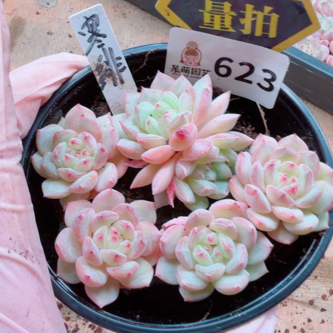 多肉植物多肉植物
