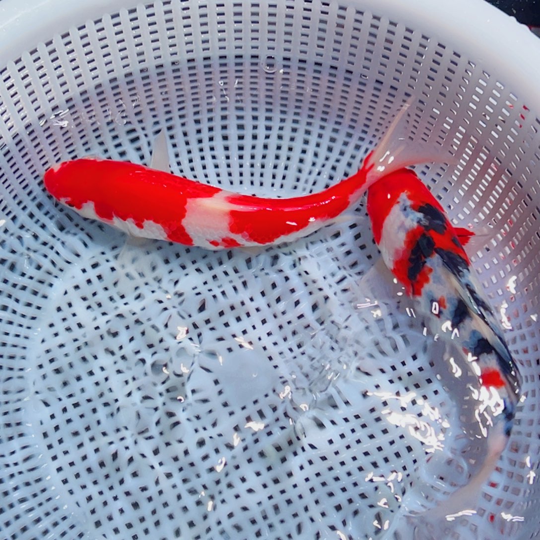 锦鲤锦鲤观赏鱼1111