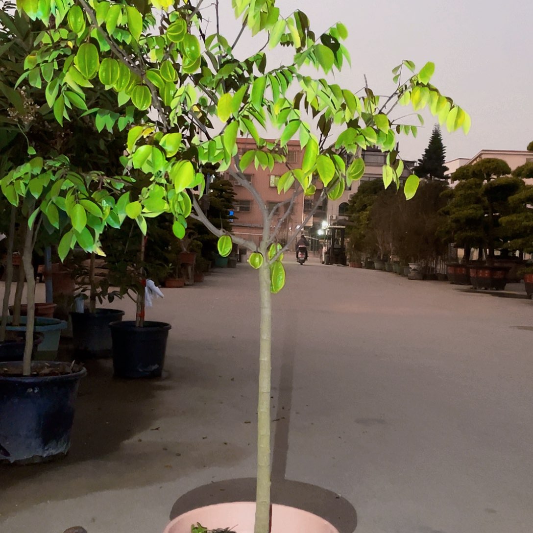 完全开放向**生88888888