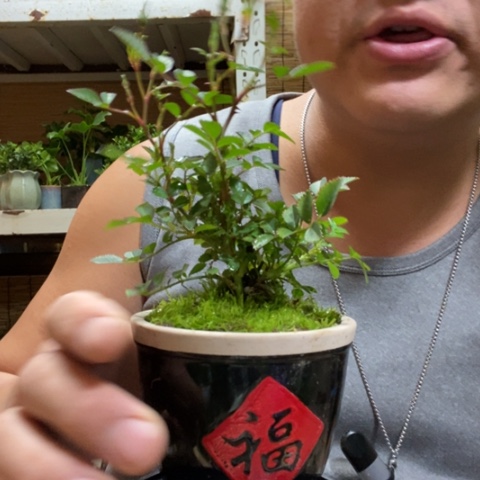 红陶一物一拍所见即所得167