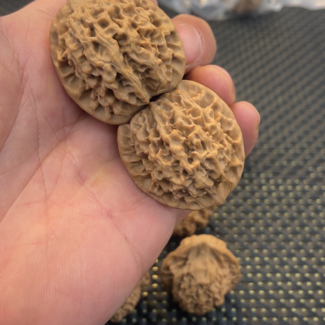 秦岭的小王核桃啊啊啊