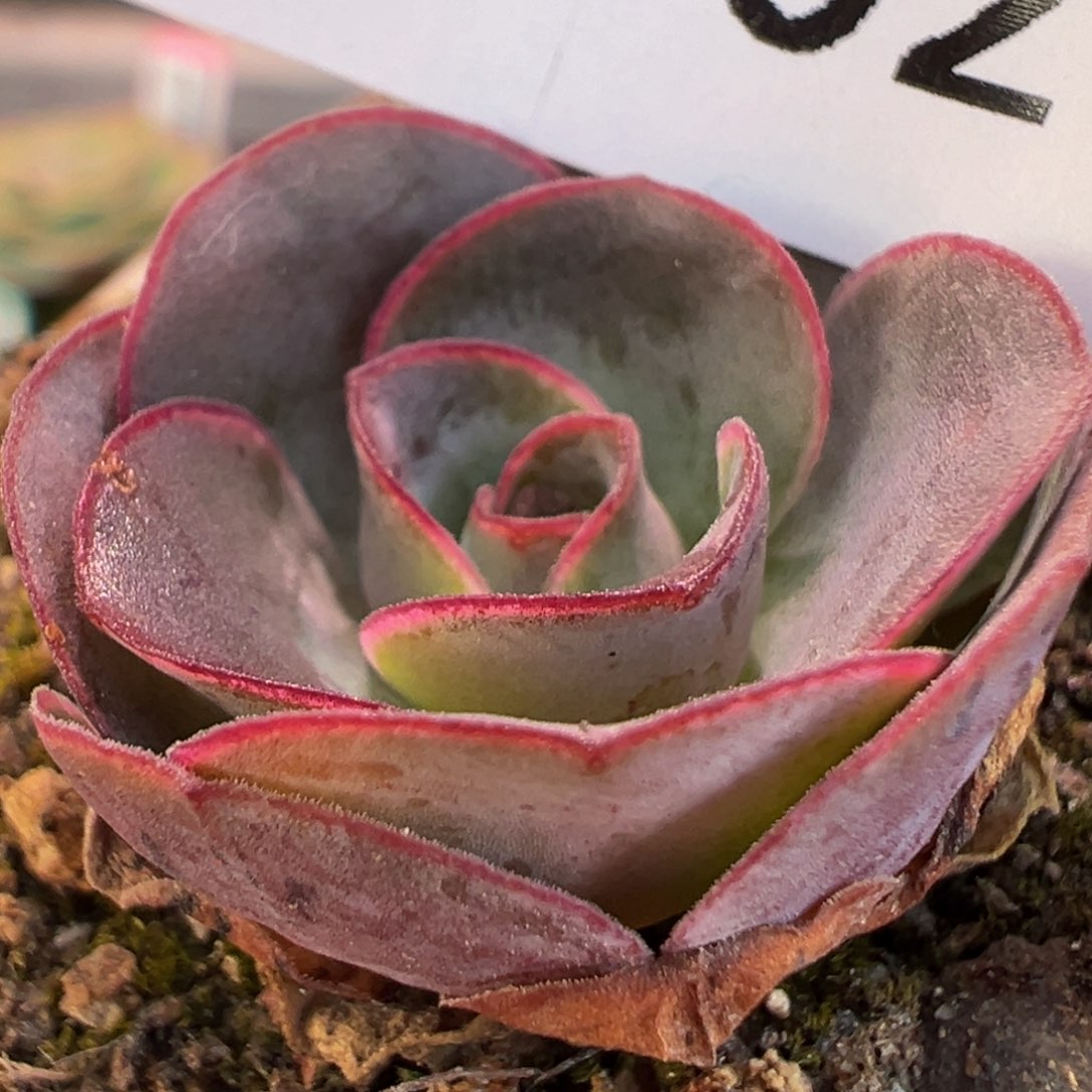 指**彩陈陈902开播福利不知名