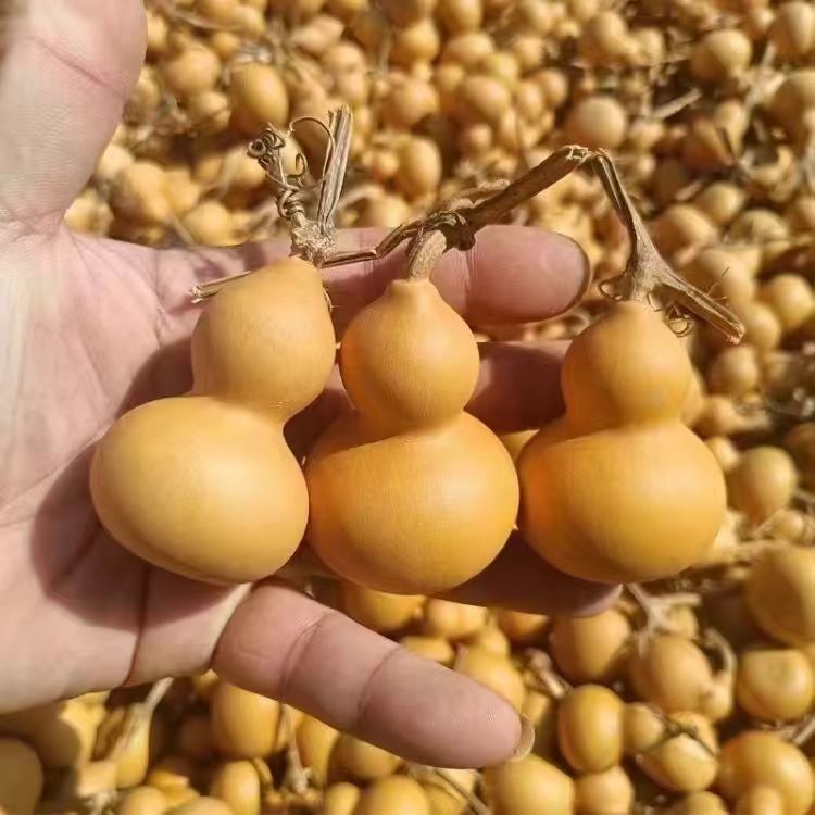 种植小葫芦文玩盘玩素葫芦(直播间选购专用链接)