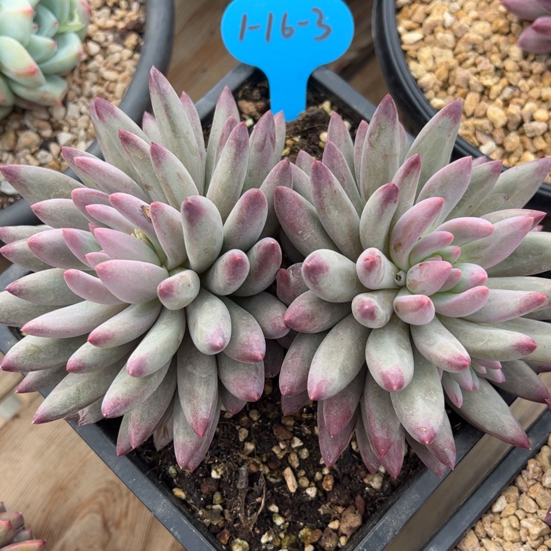 1-16-3流沙体虞美人多肉植物