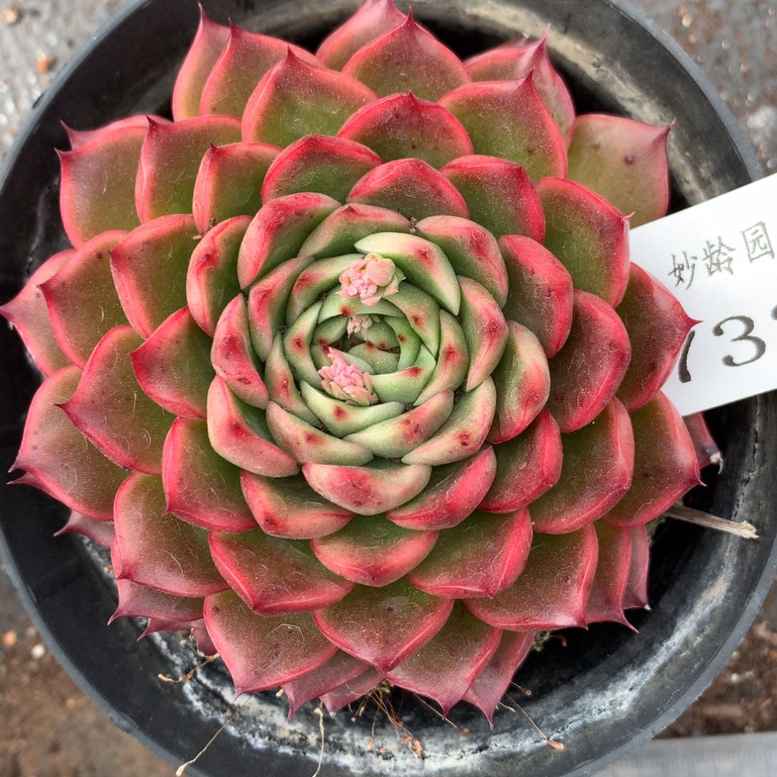 7321杂交多肉老桩