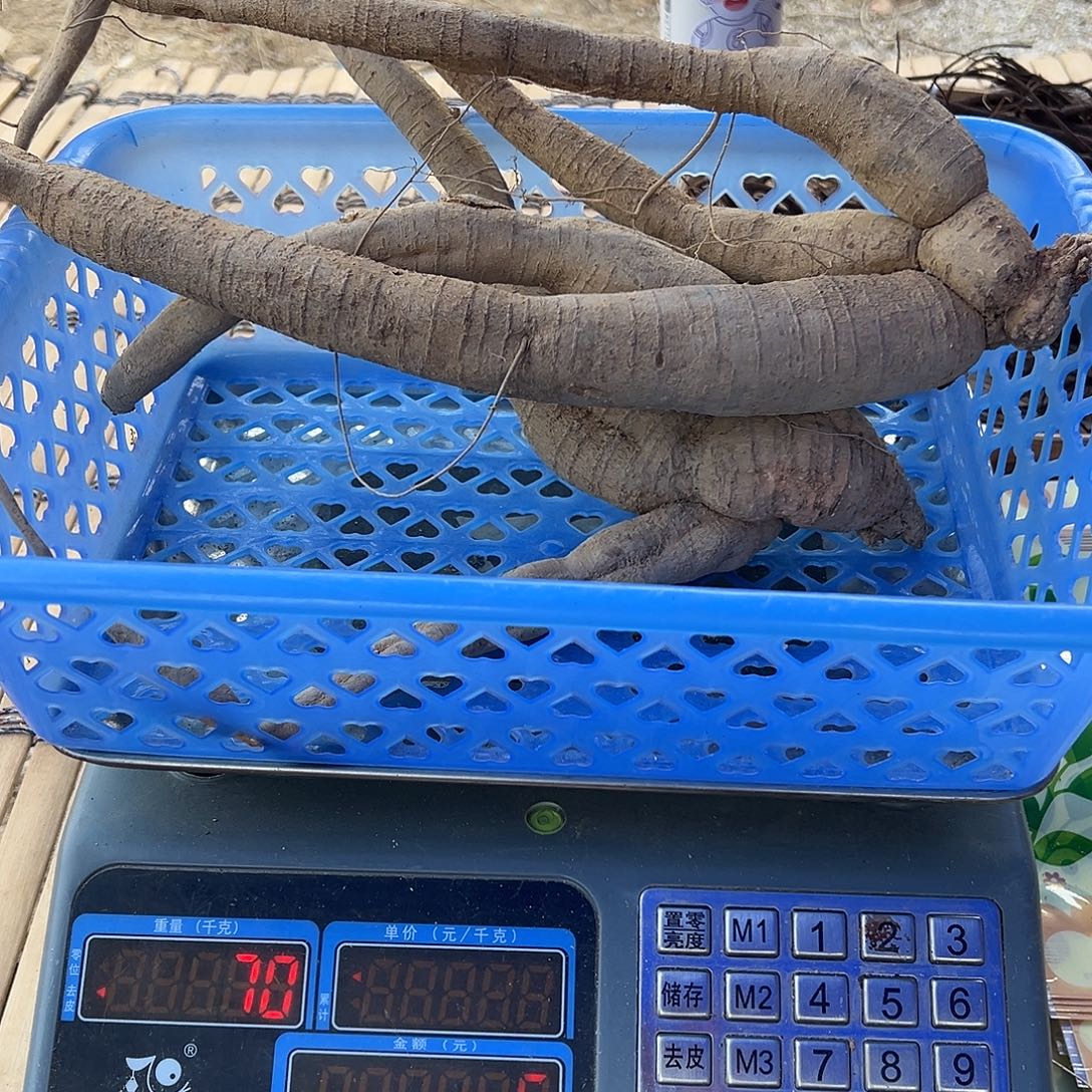 中国大陆甘草牛泡酒煲汤