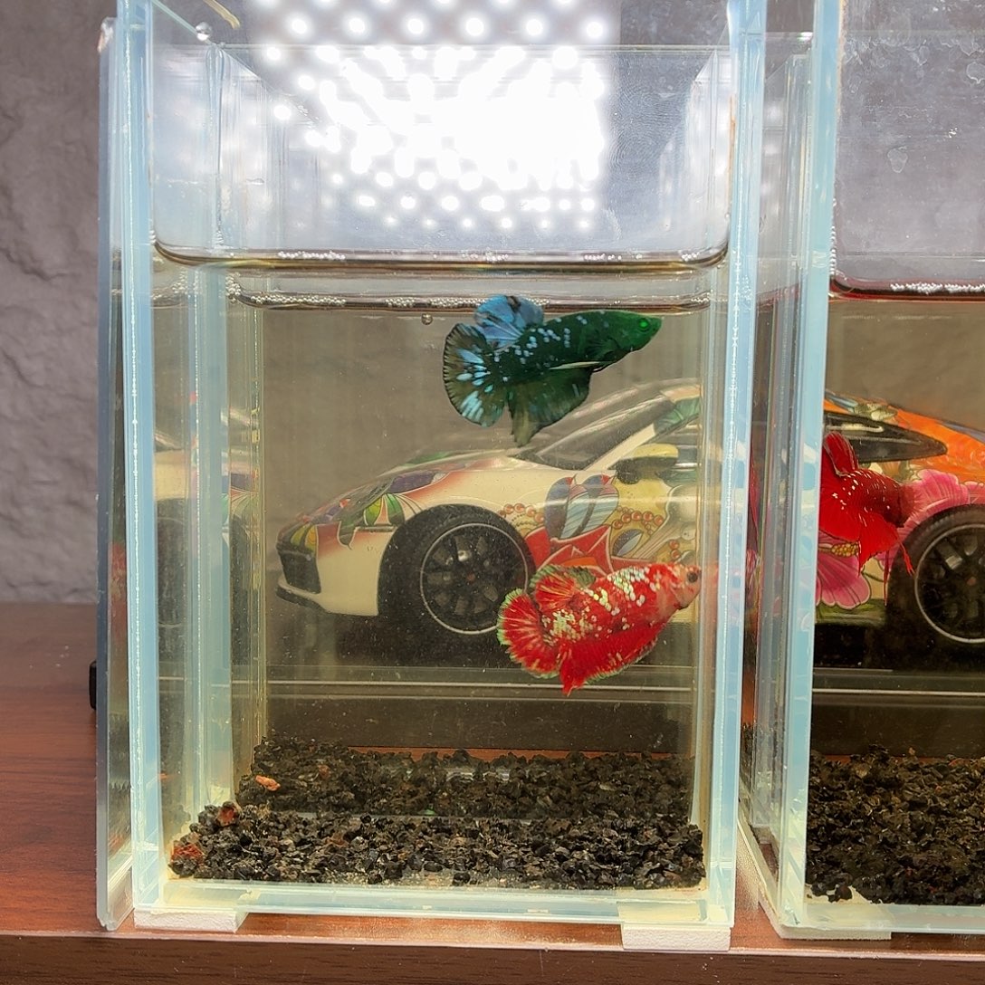 斗鱼绿魔将军公鱼