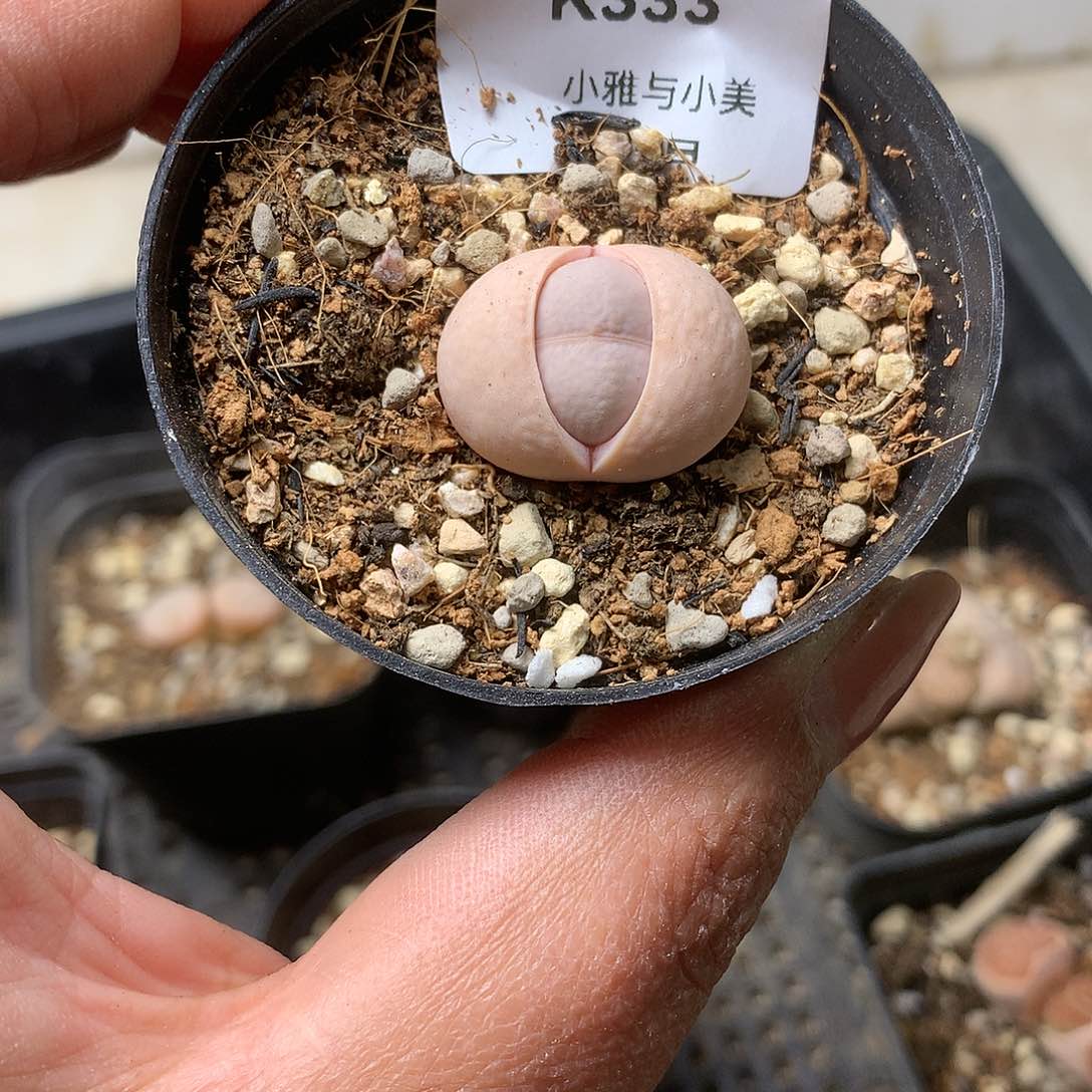 K333多肉植物保护研究所