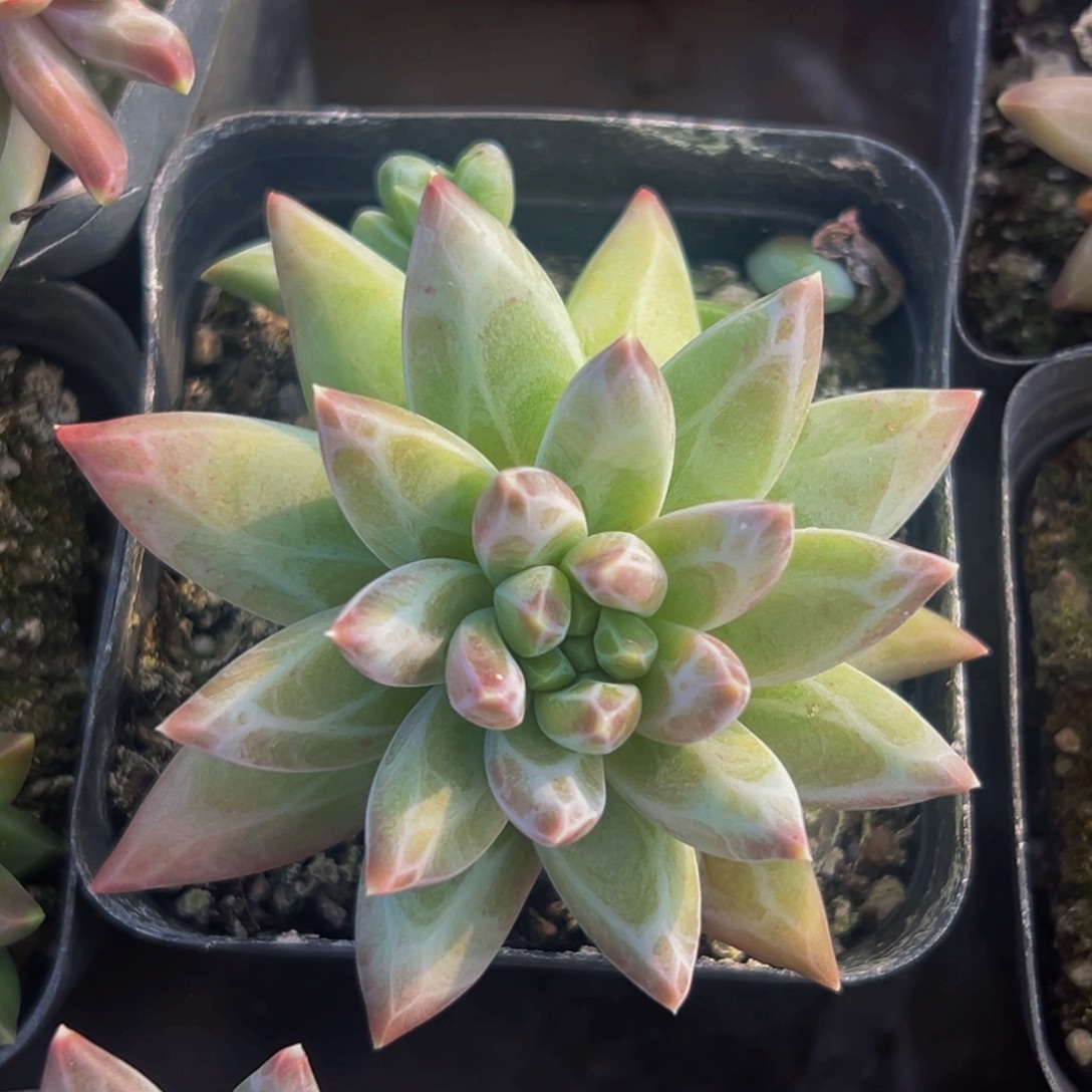 桔云多肉美人精品系列