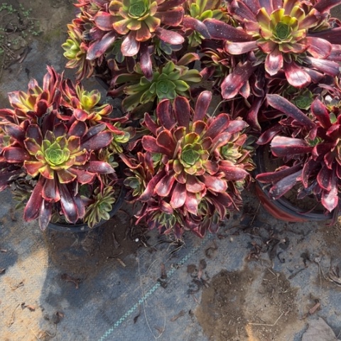 欧嘉莉亮牌9.9多肉植物