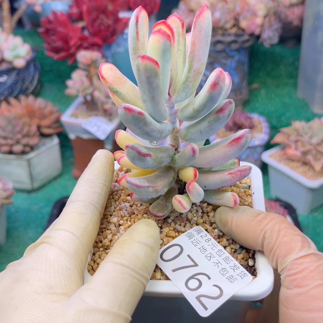 大0762。v xv c b b n n