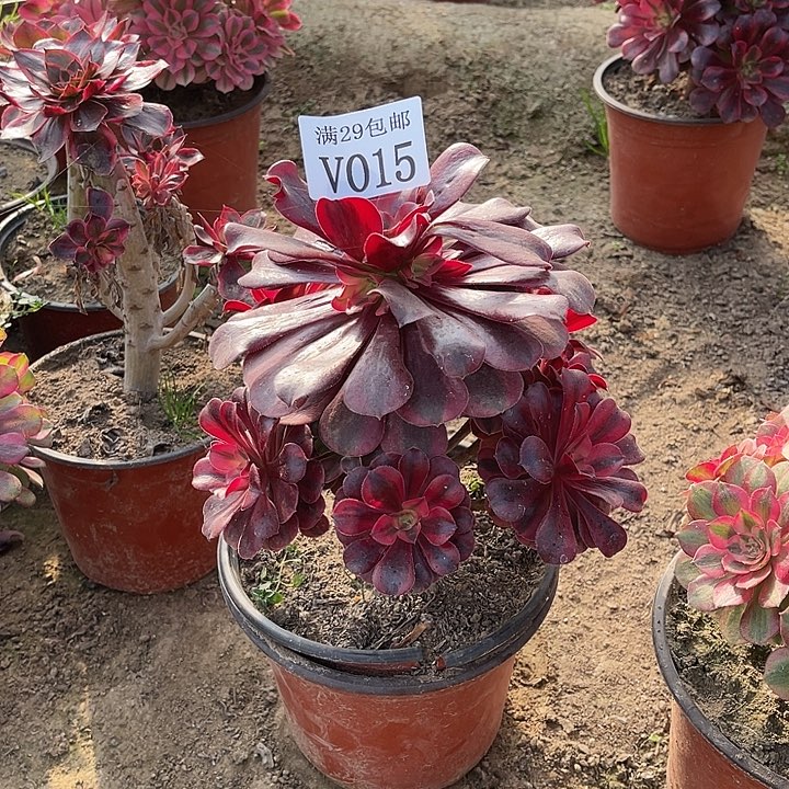 015美杜莎    多肉植物     