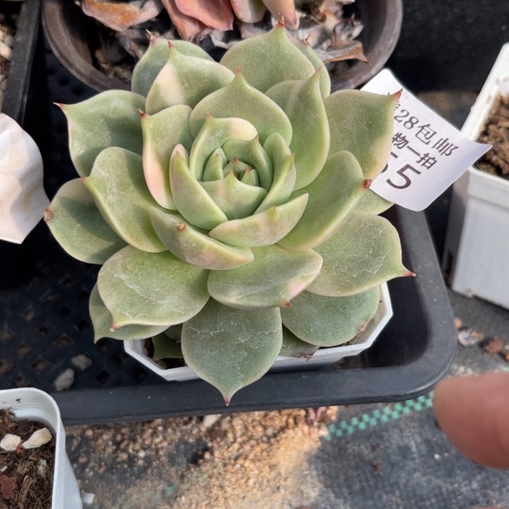 贝加尔湖锦多肉植物455