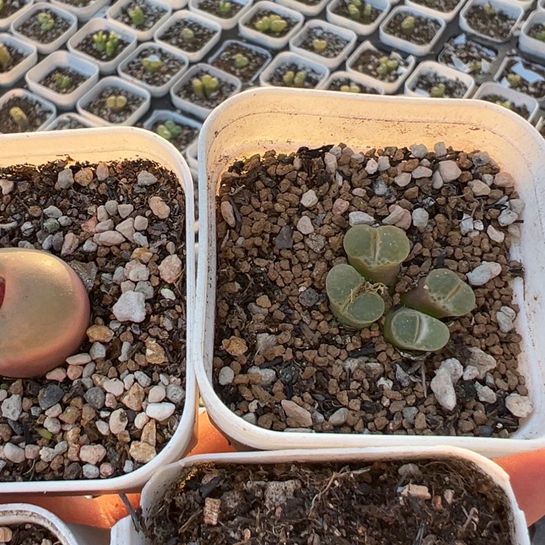 º***33多肉植物百科植物