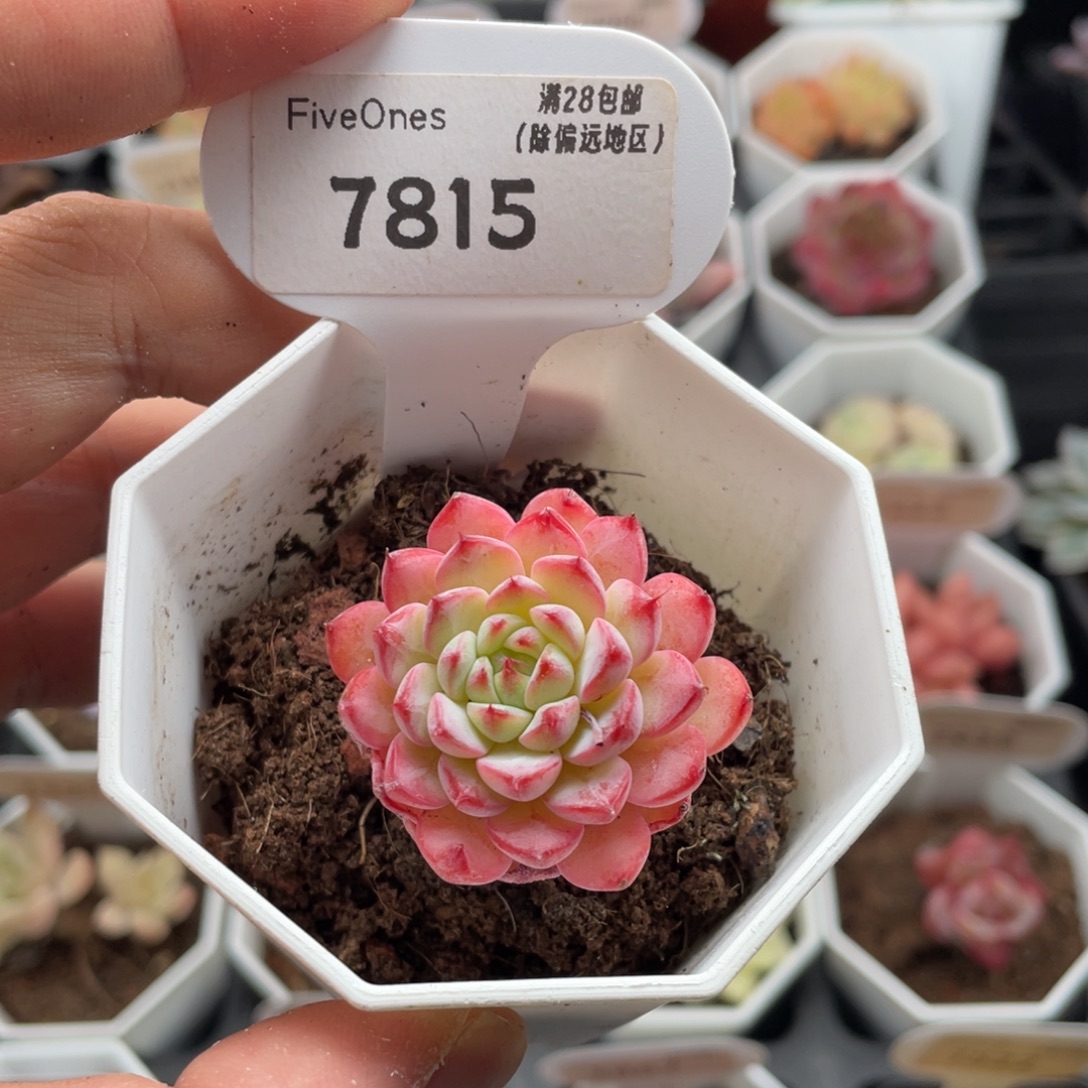 白姬莲7815-4厘米
