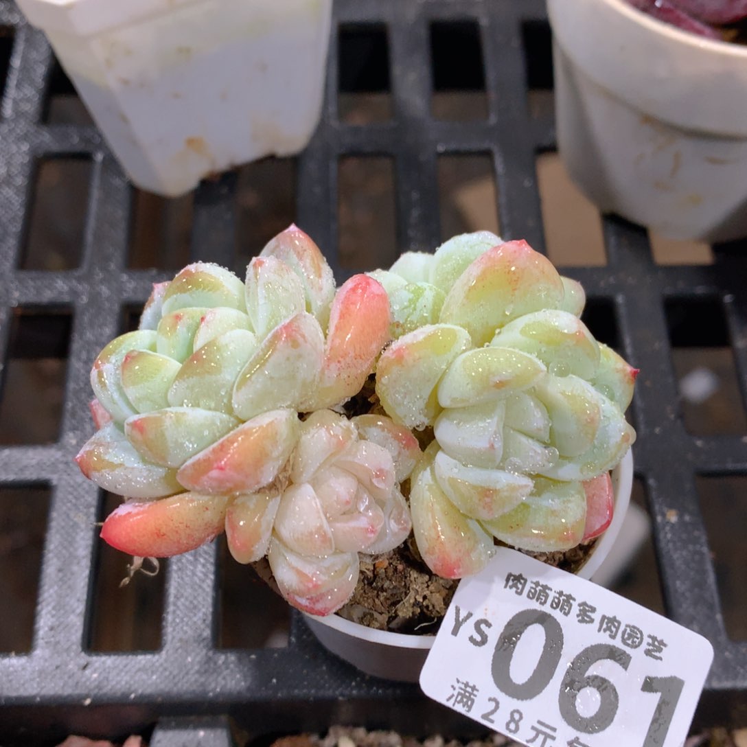肉萌萌拇指盆精控多肉YS061