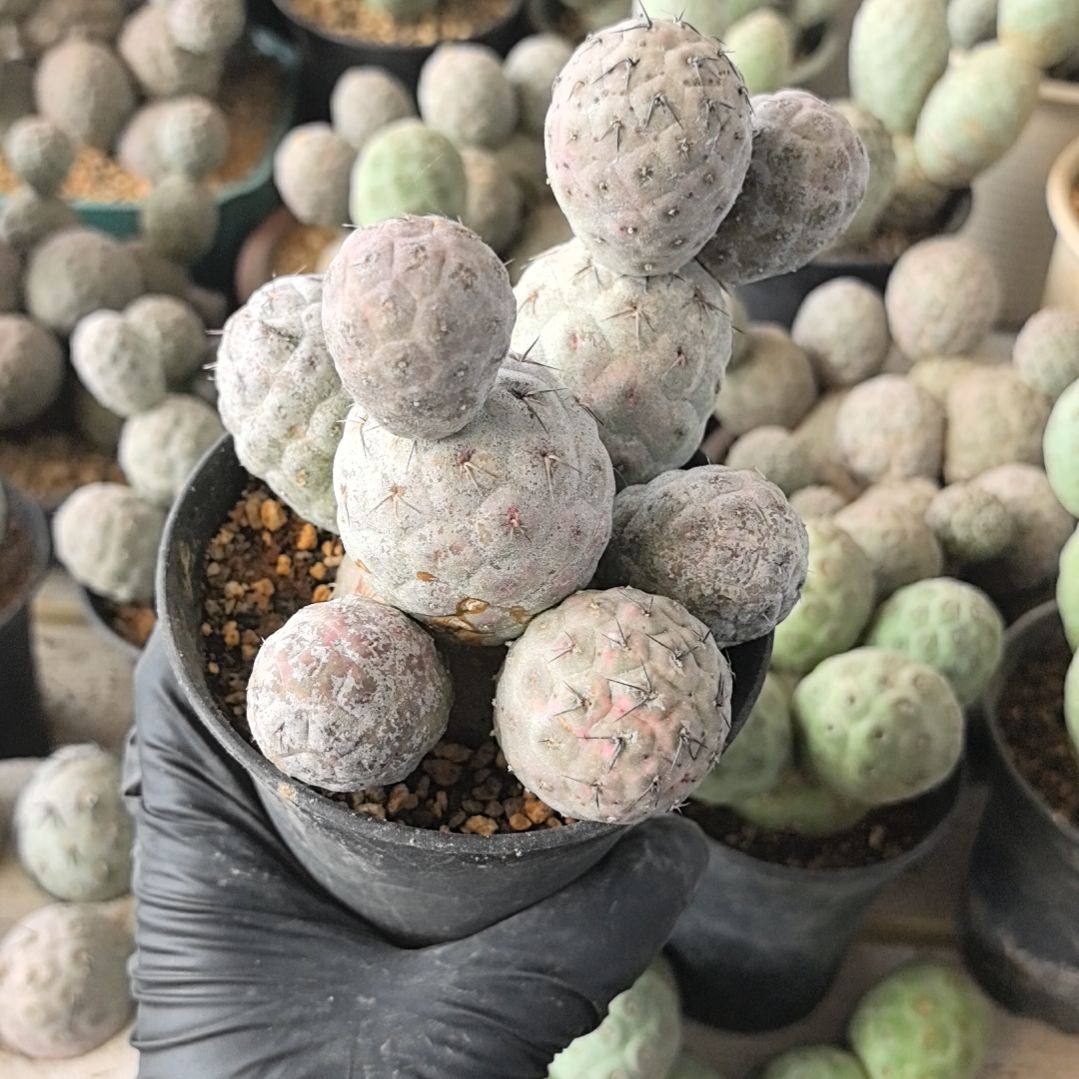 超****习志野仙人球直播