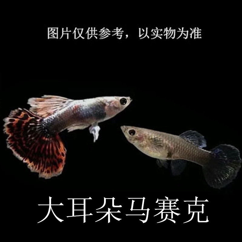 纯种大耳朵马赛克孔雀鱼大尾扇基因