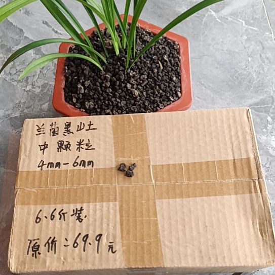 闲***鹤兰菌黑山土中颗粒6.6斤