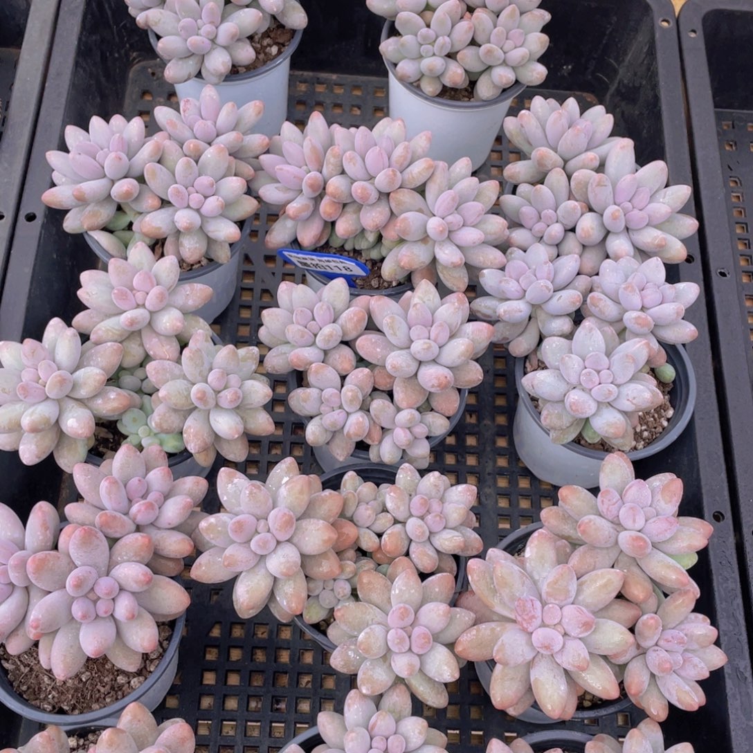 量拍118号 汤圆大群生一个