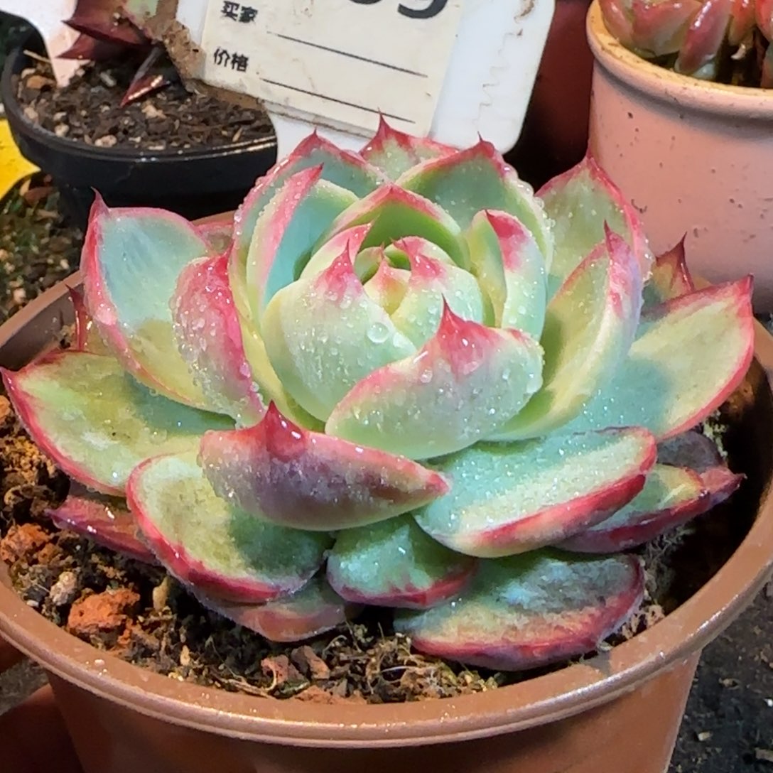 惊鸿一物一拍包装收缩花旱809