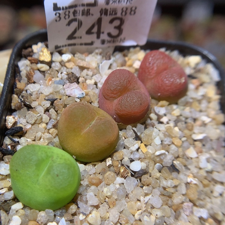 Sss好喜欢这个243