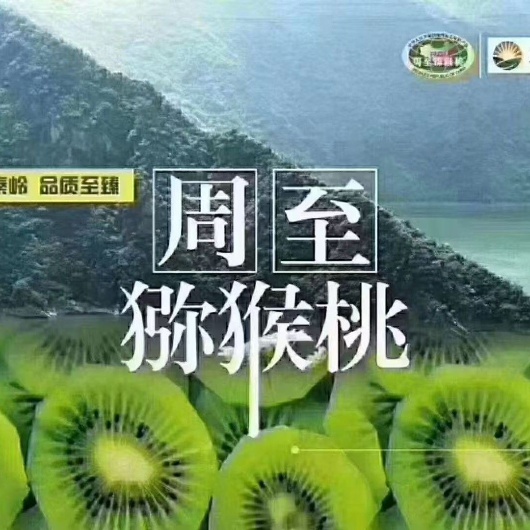 陕西周至翠香小果现采现发自家果园直发50到60规格品质保证5斤装
