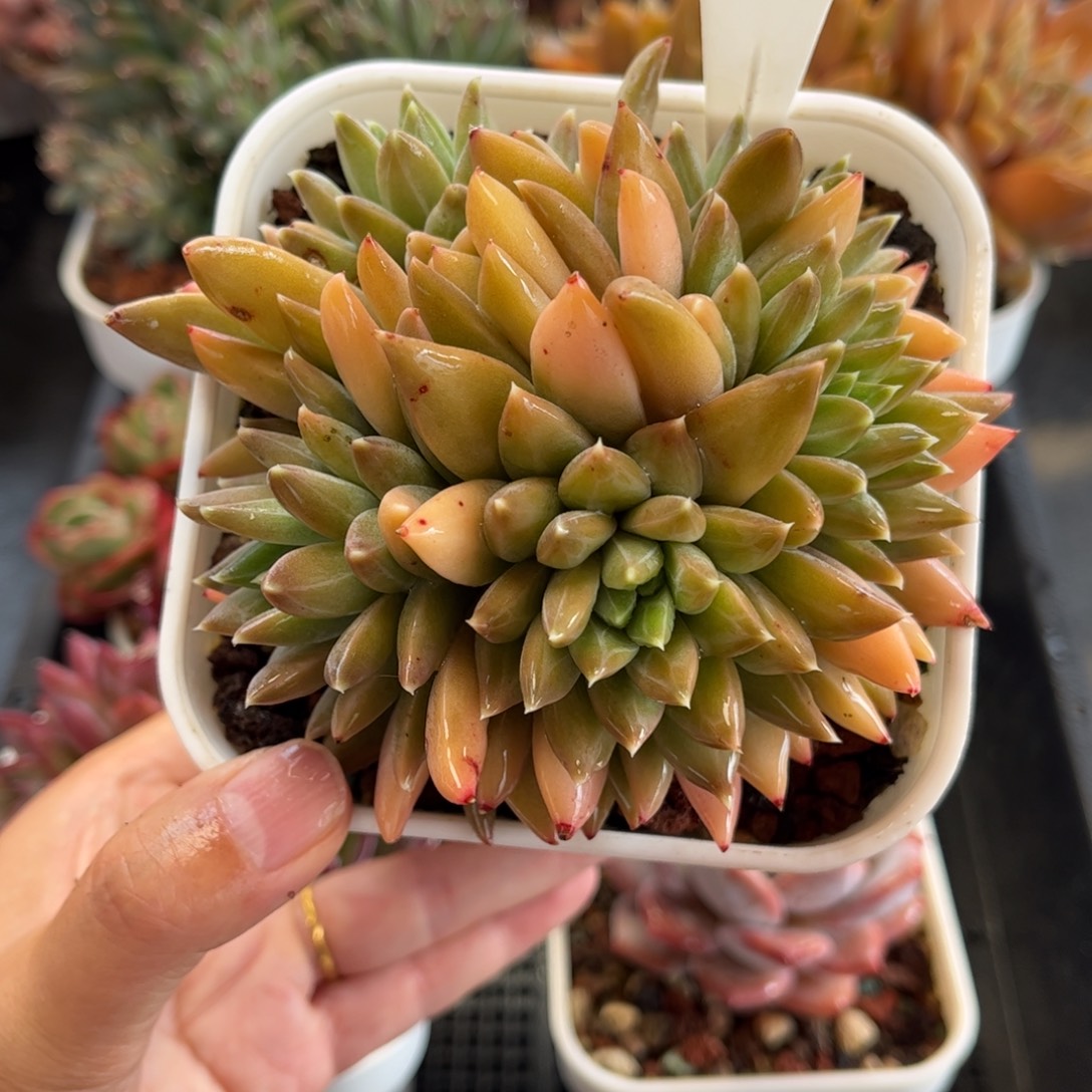 多肉植物0804 天冷必拍保温箱