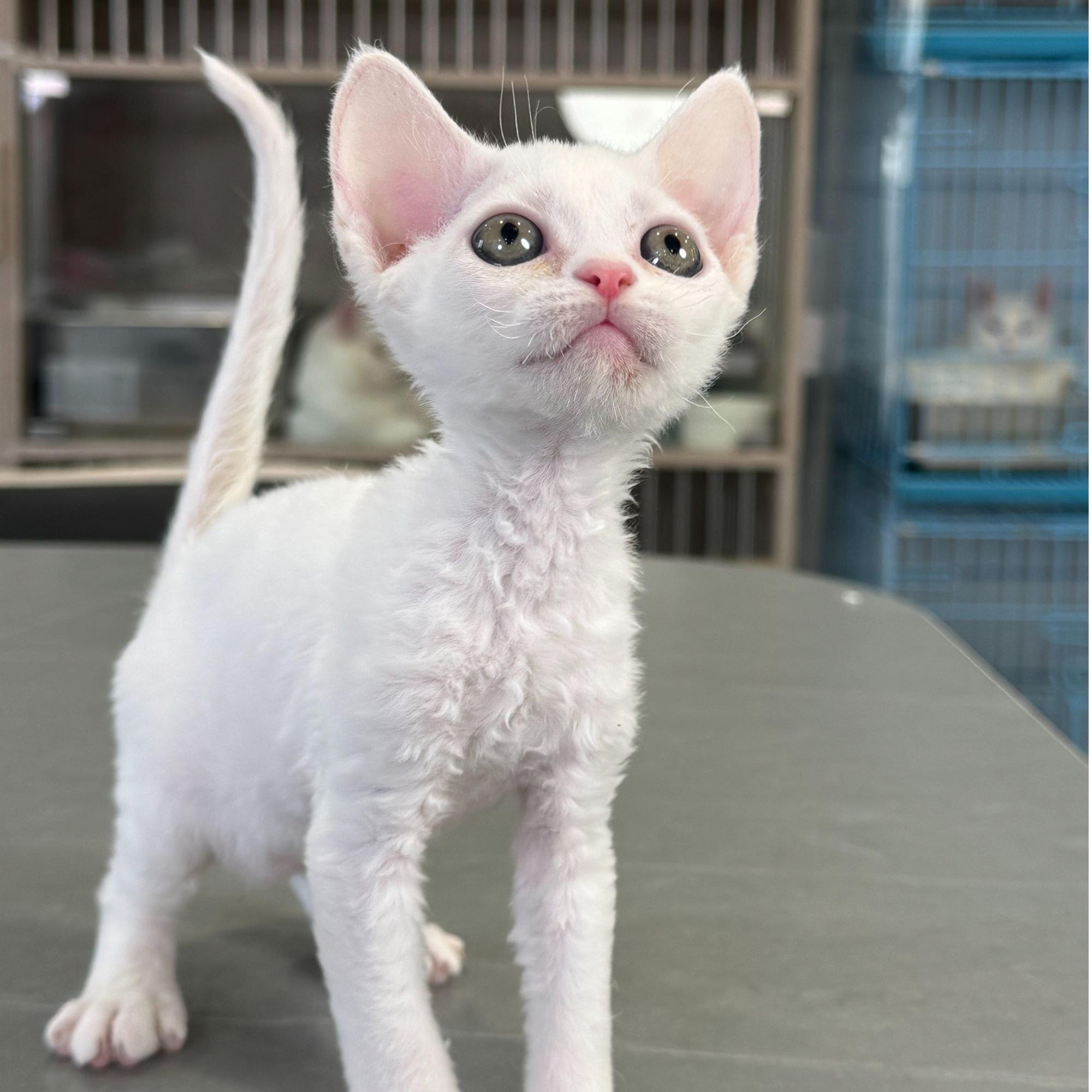 来了姊妹-纯白德文猫 妹妹 k18