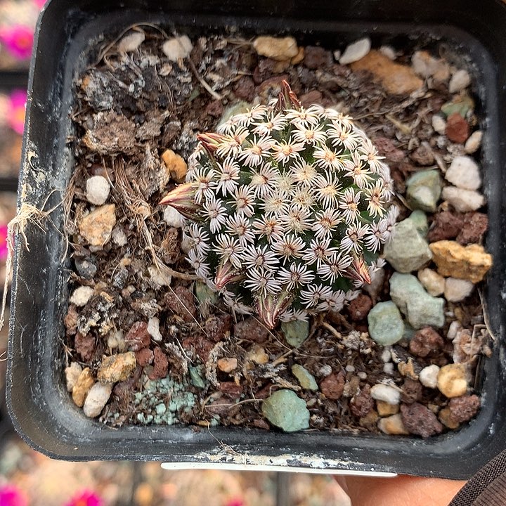 58 实生克氏丸3厘米