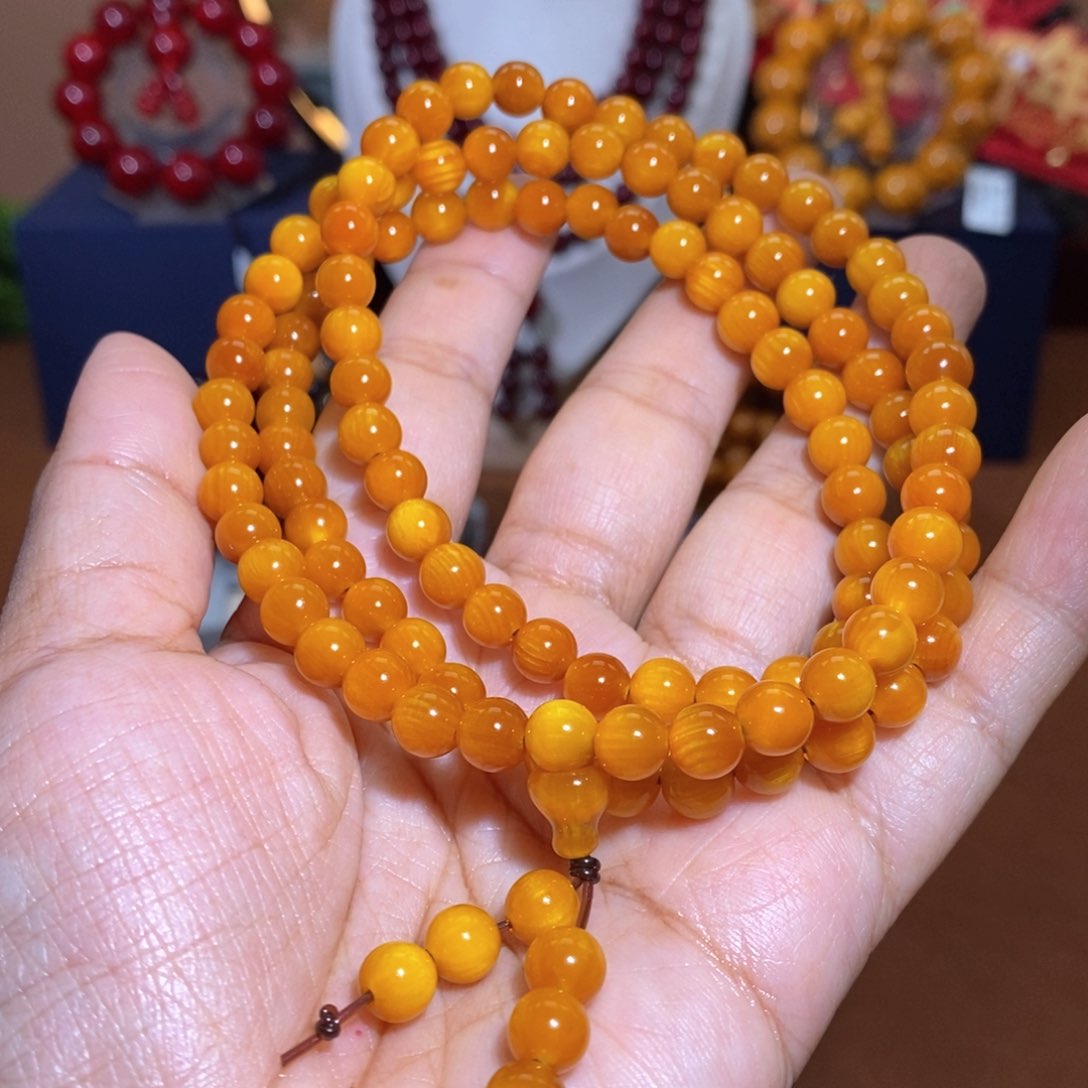 贝壳杉0.6高货帝王血龙木