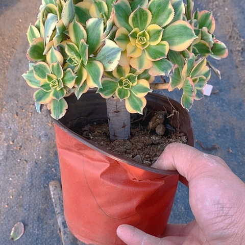 911灿烂多肉植物