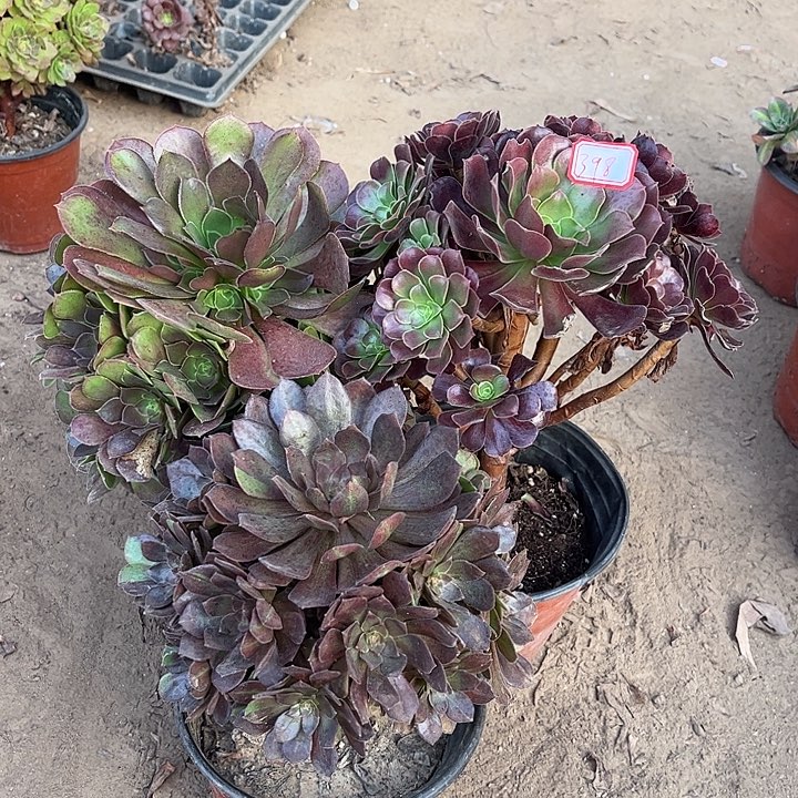 398多肉植物组合，