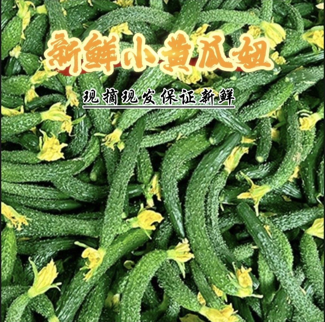 鲁西香腌制酱瓜种植新鲜脆爽蔬菜黄瓜妞现摘现发保证新鲜5斤包邮