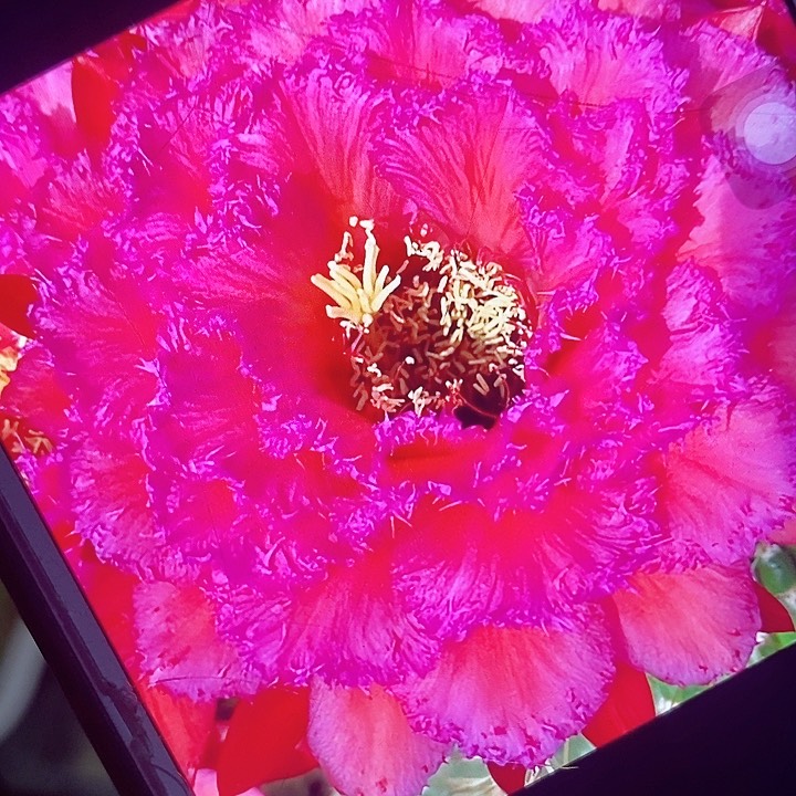 285测芽5公分毛花柱