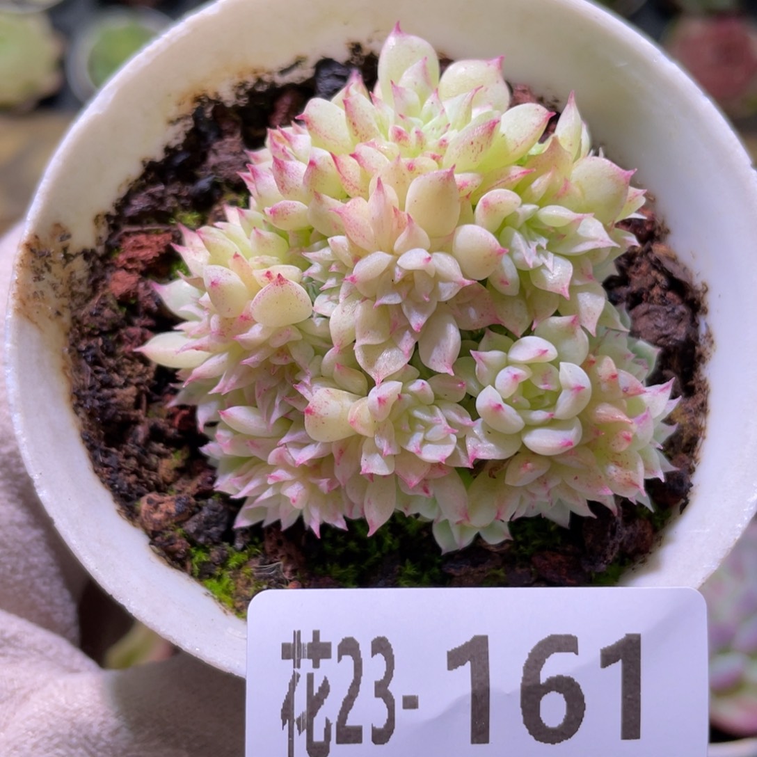 花利美23-161麦秆群