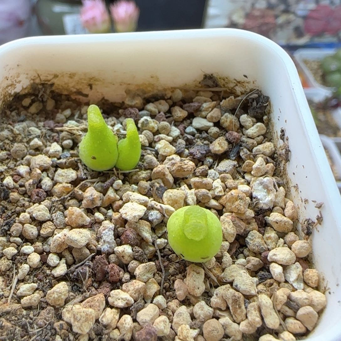 5097 大白多肉植物园