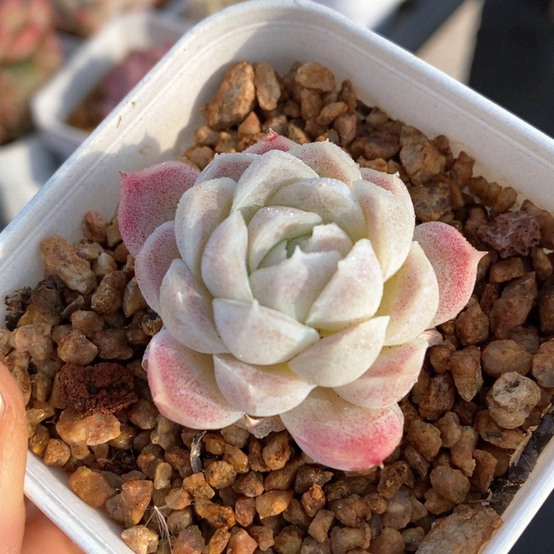 精品多肉一物一指不包整276