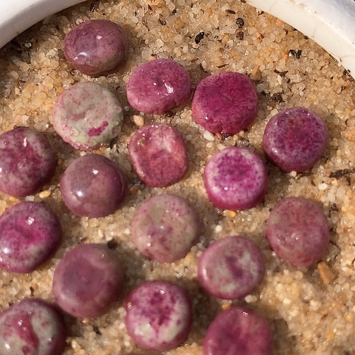 单头427小红嘴一颗