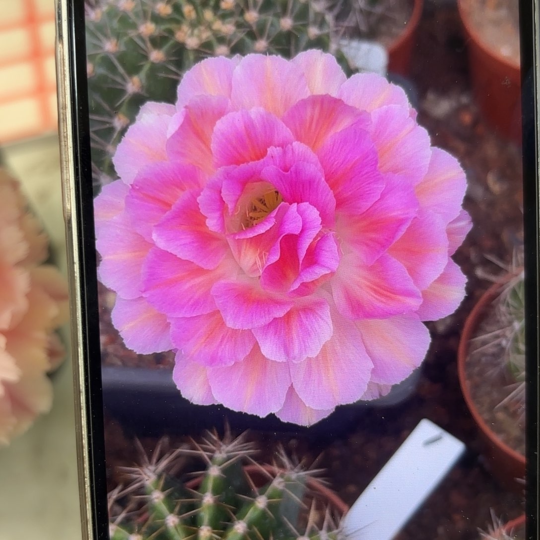 彩草青青2号侧牙5.5-6公分左右