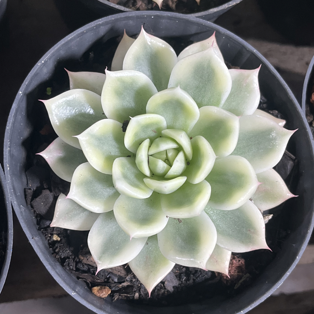 【任意下单即包邮】蝴蝶飞舞锦6-7厘米多肉植物，脱土发货