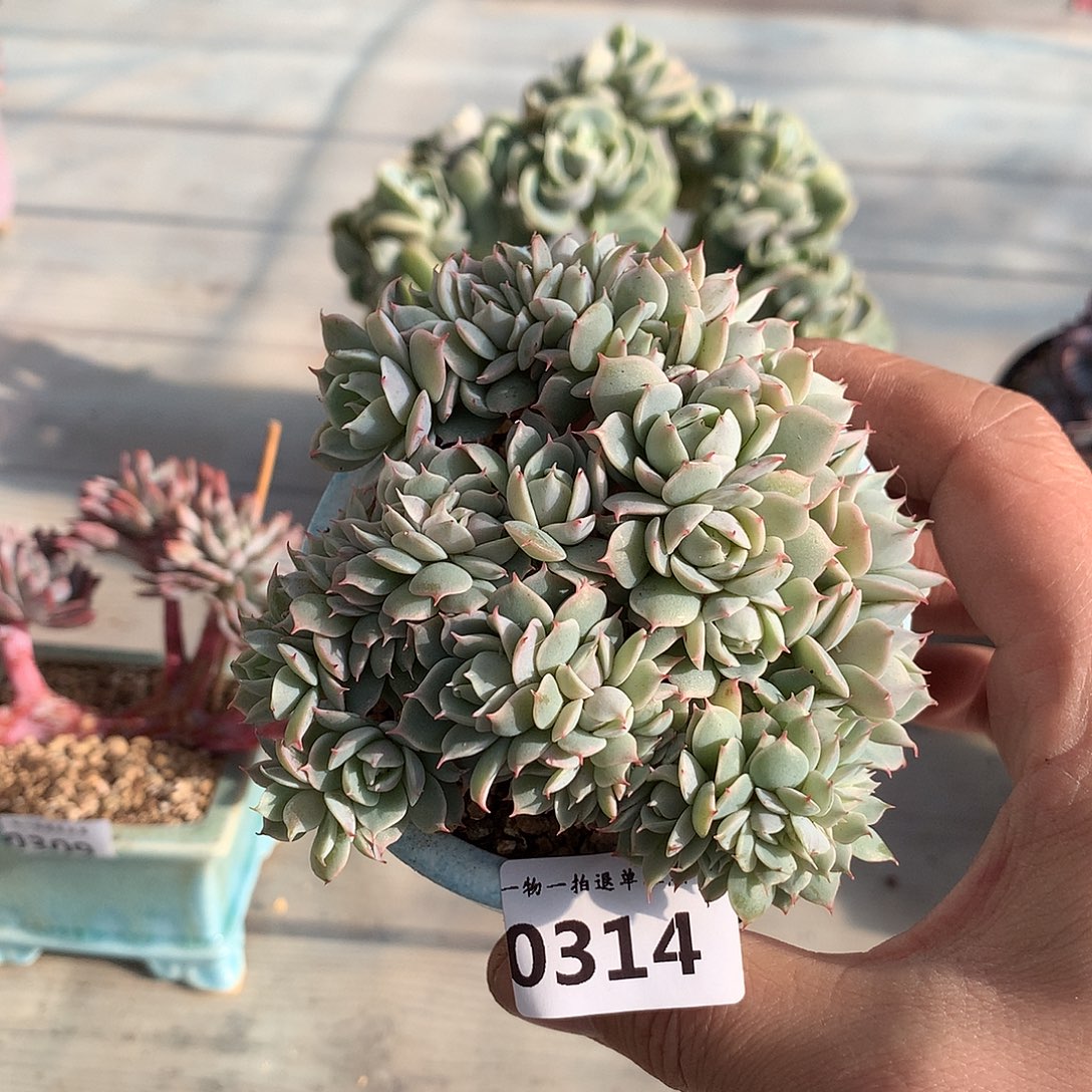 314雪域蓝巴黎缀一颗10厘米