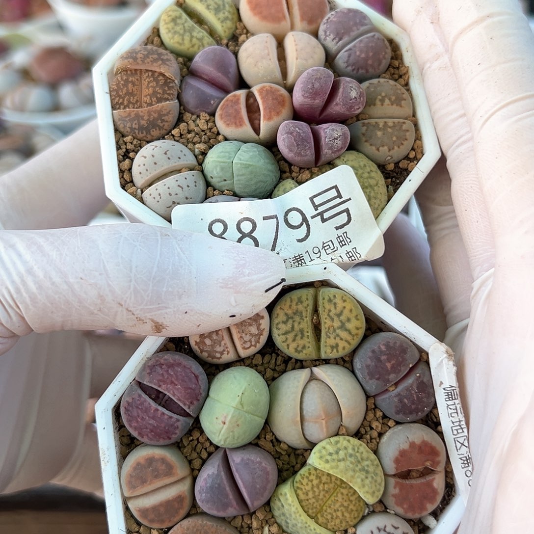 好养易活生石花大母本8879两盆