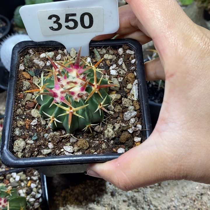 峰**淡福利狂刺凌波一颗！！！