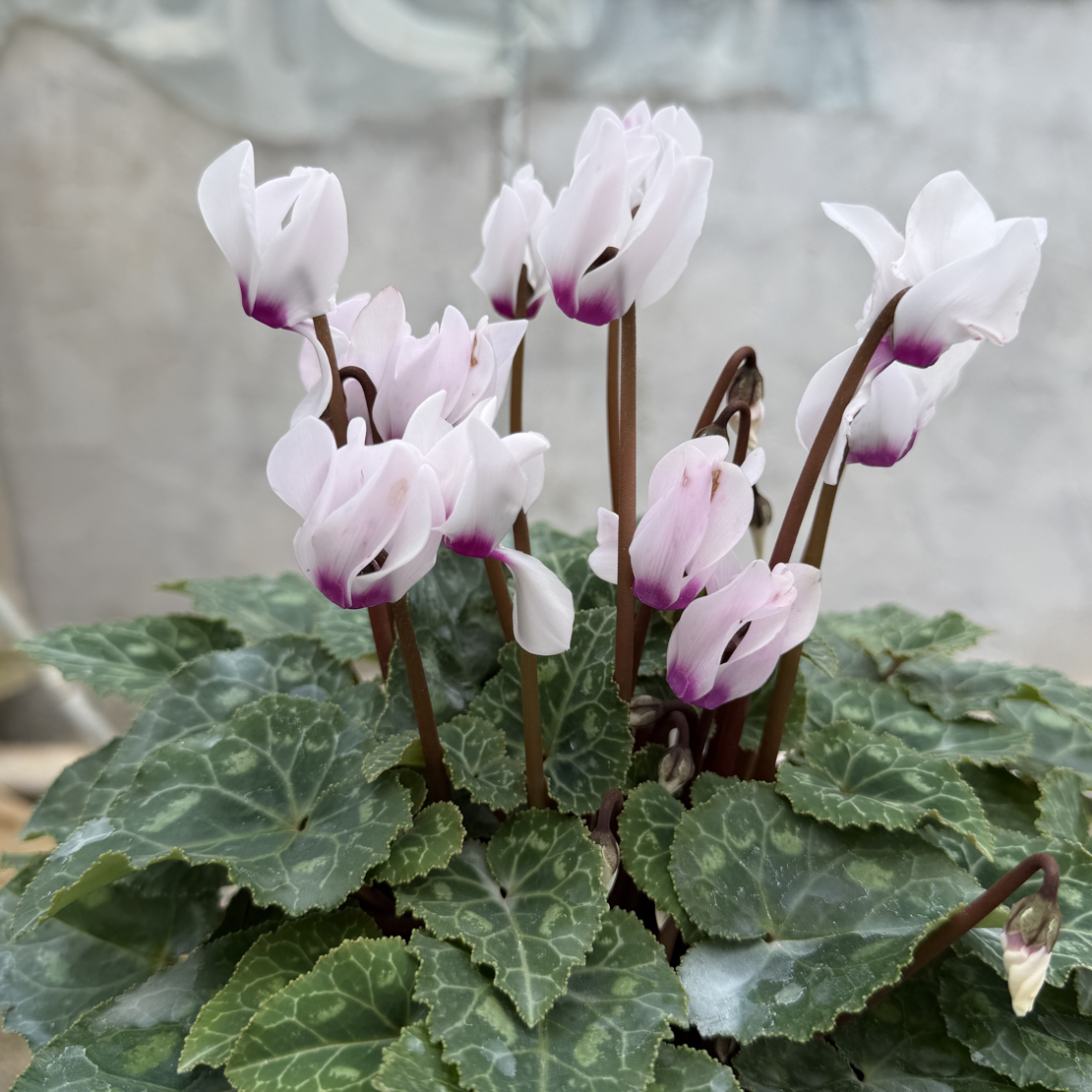 【若兰】香味 140盆  小花 仙客来室内观赏花卉