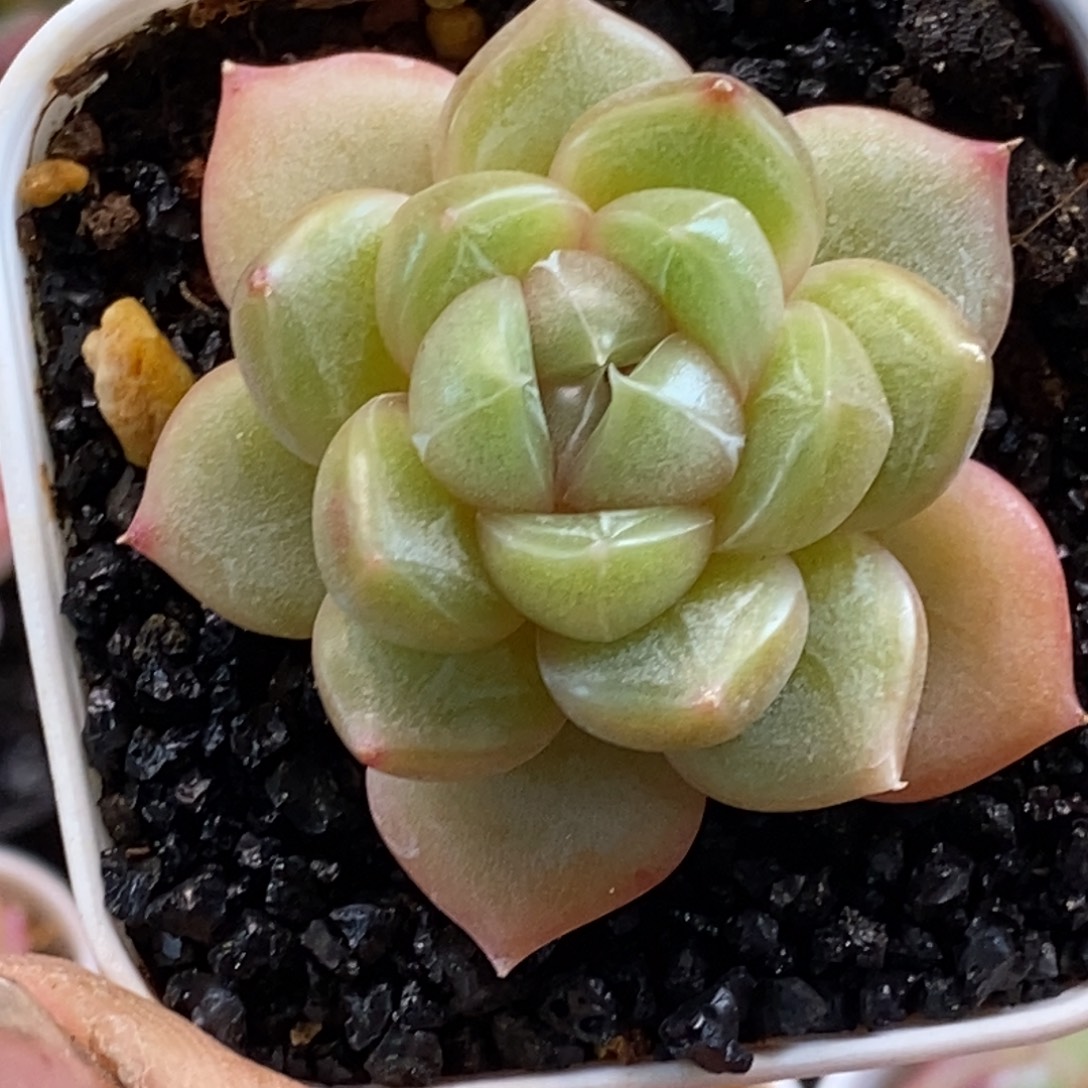 天官赐福百无禁忌