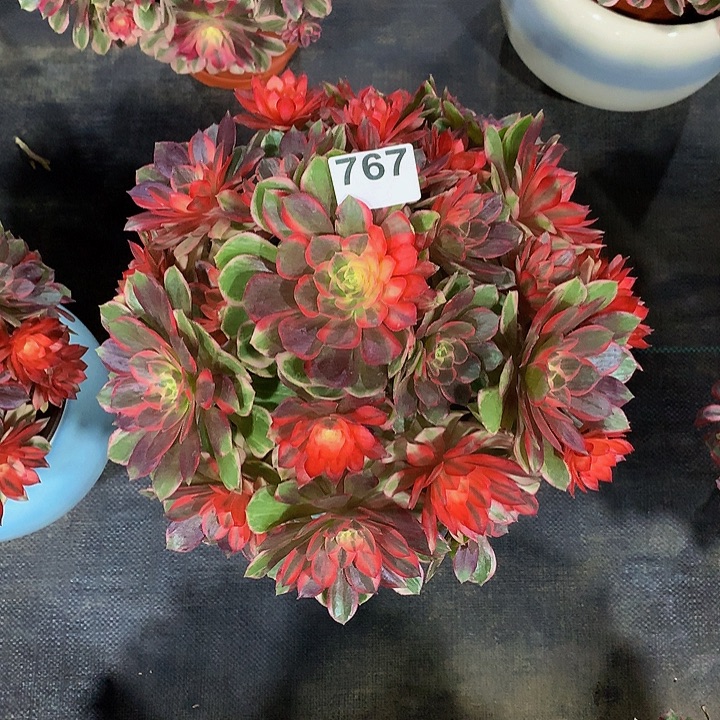 棉***女法师黑魔锦7670000