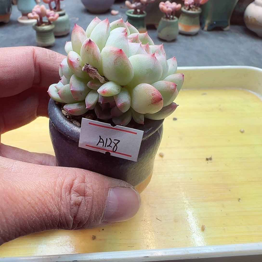 小暖萌友会福利A128